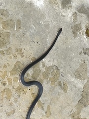 Lycodonomorphus rufulus