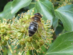 Eristalis