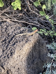 Microlophus indefatigabilis