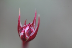 Armeria arenaria