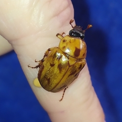 Cyclocephala