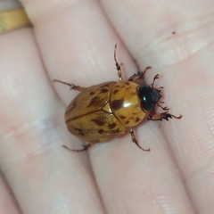 Cyclocephala