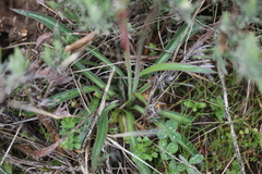 Armeria arenaria