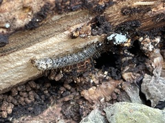 Scolecocampa