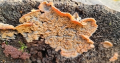Merulius tremellosus