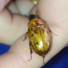 Cyclocephala