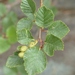 Alnus alnobetula suaveolens - Photo (c) Julien Bottinelli, algunos derechos reservados (CC BY-NC), subido por Julien Bottinelli