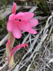 Watsonia coccinea
