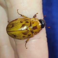 Cyclocephala