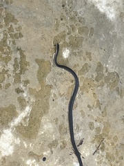 Lycodonomorphus rufulus