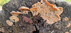 Merulius tremellosus