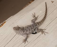 Sceloporus clarkii