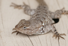 Sceloporus clarkii