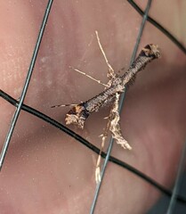 Anstenoptilia