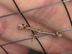Anstenoptilia