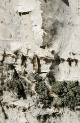 Anacampsis