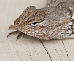 Sceloporus clarkii