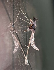 Anstenoptilia