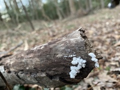 Schizophyllum commune