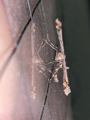 Anstenoptilia