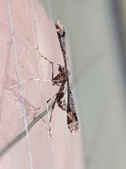 Anstenoptilia