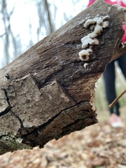 Schizophyllum commune