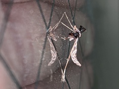 Anstenoptilia