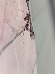 Anstenoptilia