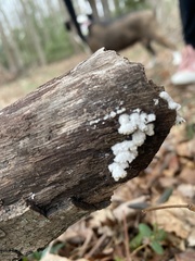 Schizophyllum commune