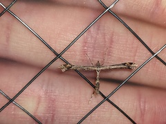 Anstenoptilia