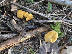 Cantharellus
