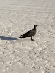 Leucophaeus fuliginosus