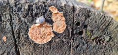 Merulius tremellosus