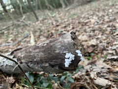 Schizophyllum commune