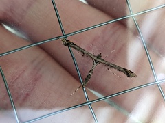 Anstenoptilia