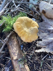 Cantharellus
