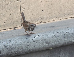 Melospiza melodia