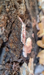 Merulius tremellosus