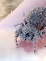 Phidippus octopunctatus