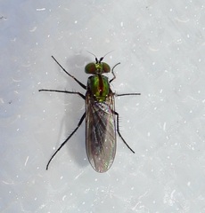 Plagioneurus univittatus