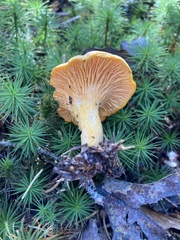 Cantharellus