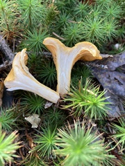 Cantharellus