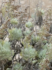 Artemisia arborescens