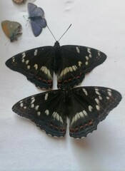 Limenitis populi