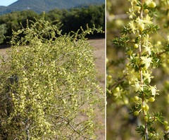 Asparagus acutifolius