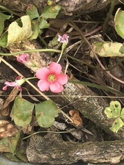 Oxalis debilis