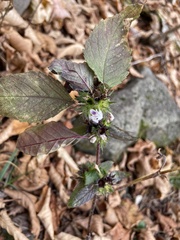Galeopsis