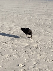 Leucophaeus fuliginosus