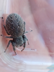 Phidippus octopunctatus