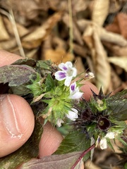 Galeopsis
